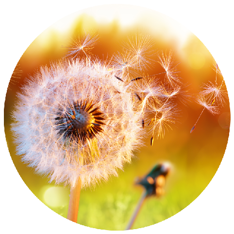 david stein heilpraktiker koblenz Allergische Erkrankungen verkleinert