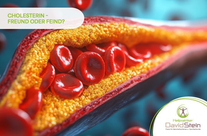 Gesundheitsnews David Stein Heilpraktiker Koblenz Cholesterin – Freund oder Feind